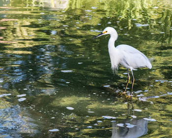 White duck in lake