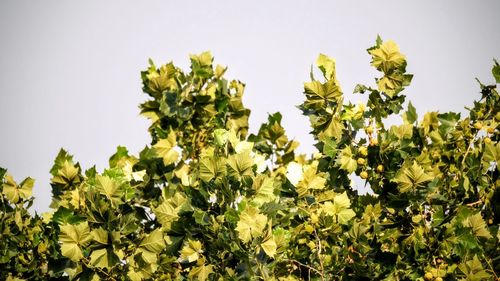 Low angle view of yellow flowers