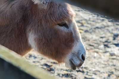 Close-up of horse