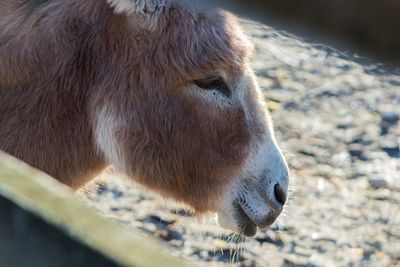 Close-up of donkey