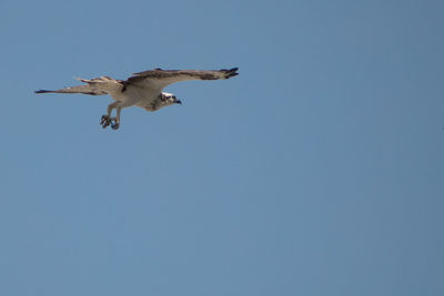 Osprey sideview blue sky background sunlight