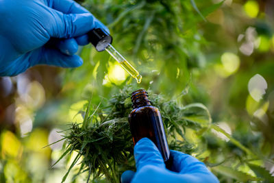 Close-up of person working with plants