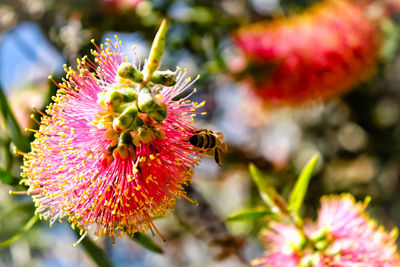 Close-up of bee pollinating on flower