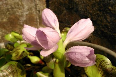 Close-up of pink flowers