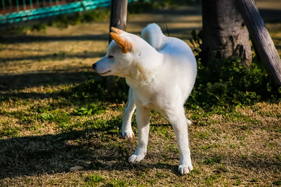 Dog running on field