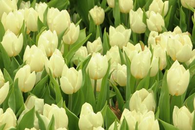 Full frame shot of white flowers