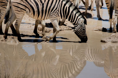 View of zebras drinking water