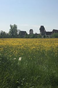 Scenic view of agricultural field against clear sky