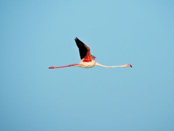 Side view of flamingo flying against sky