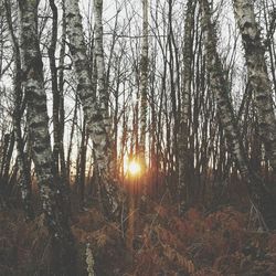 Trees in forest against sky