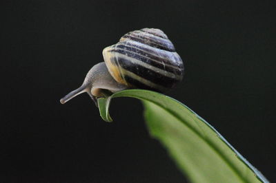 Extreme close-up of snail on leaf against black background