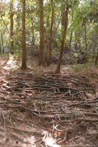 Trees in forest