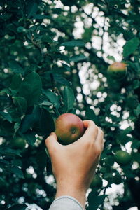 Cropped image of hand holding fruit tree