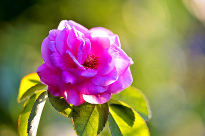 Close-up of pink rose flower