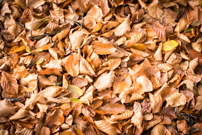 Full frame shot of autumn leaves