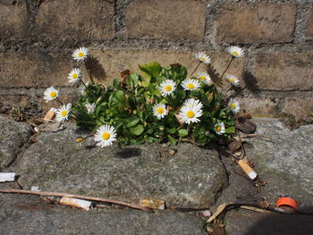 High angle view of flowering plant against wall