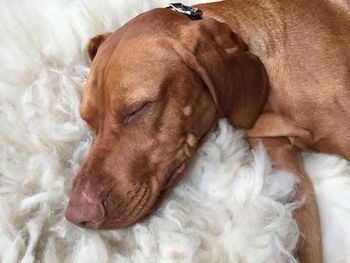 Close-up of dog sleeping on bed