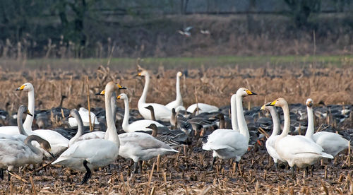 Flock of birds on the land