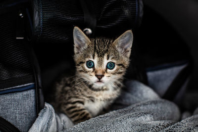 Portrait of kitten relaxing