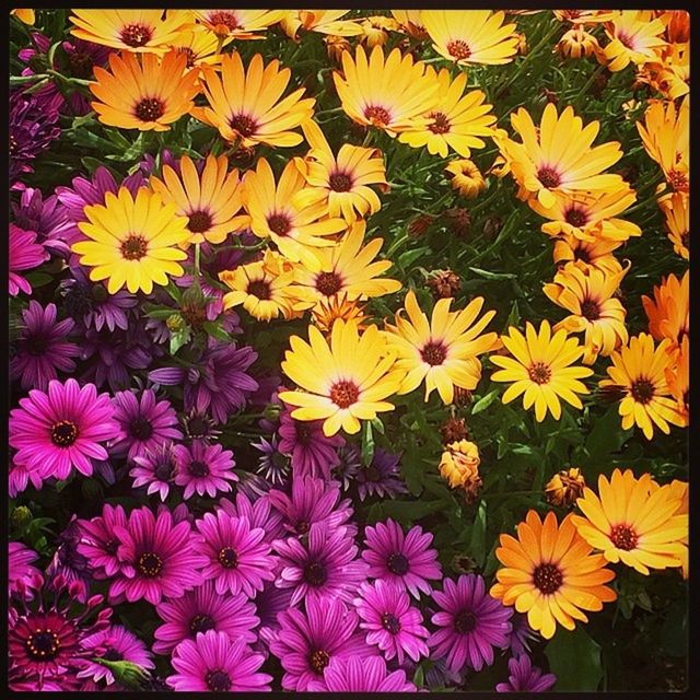 flower, freshness, petal, transfer print, fragility, flower head, yellow, beauty in nature, growth, auto post production filter, blooming, full frame, nature, backgrounds, abundance, plant, high angle view, in bloom, multi colored, pollen