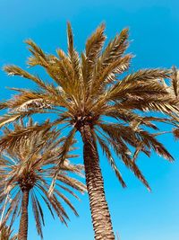 Low angle view of palm tree against blue sky