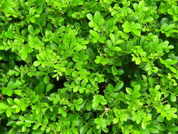 Full frame shot of fresh green plants