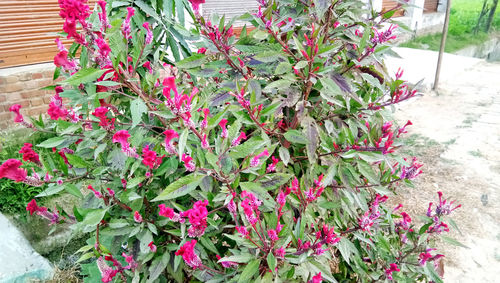 High angle view of pink flowering plant