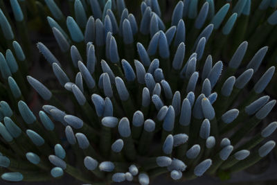 Full frame shot of plants