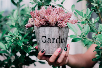 Close-up of hand holding flower on plant