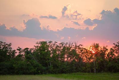 Plants and trees on field against sky during sunset