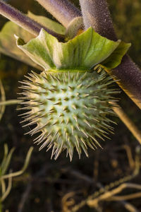 Close-up of succulent plant