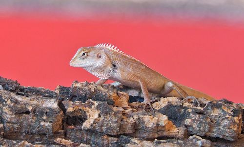 Close-up of lizard on rock