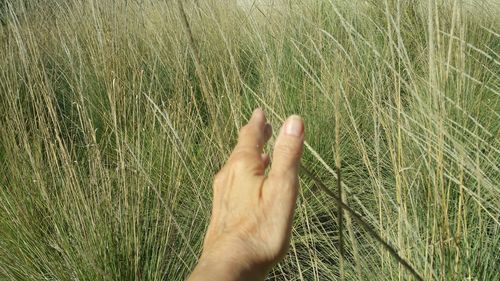 Close-up of hand on wheat field