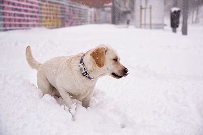 Dog looking away on snow street