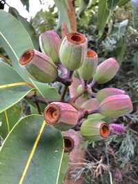 Close-up of succulent plant