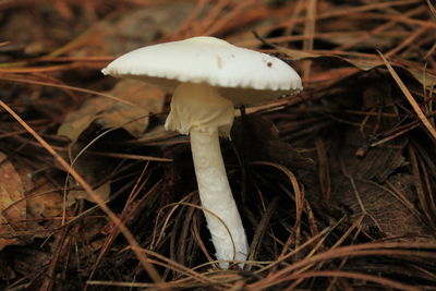 Close-up of mushroom on ground