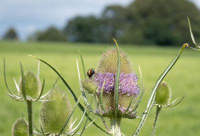 Close-up of honey bee pollinating on thistle