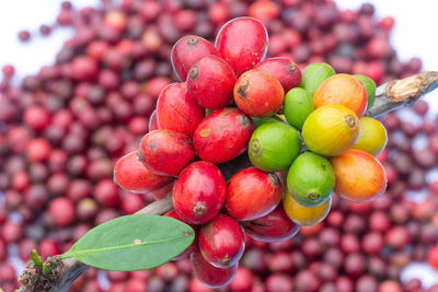 Close-up of cherries growing on plant