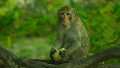 Monkey sitting on a tree