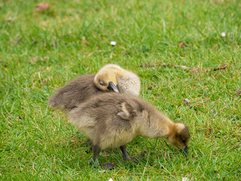 Gosling in a field