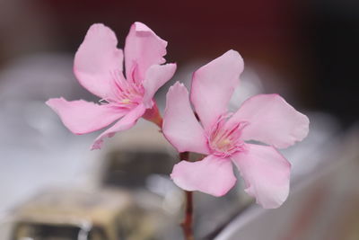 Close-up of pink cherry blossom