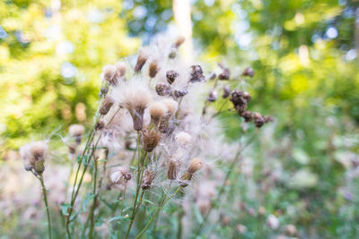 Close-up of dandelion