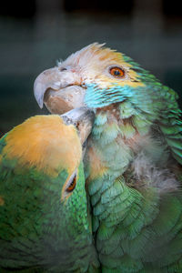 Close-up of parrot