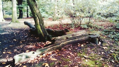 Close-up of tree trunk in forest