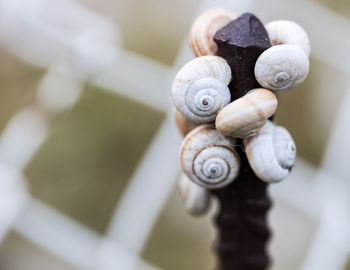 Close-up of snail