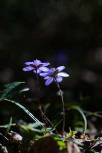 Close-up of purple flowering plant