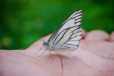 Close-up of butterfly on hand