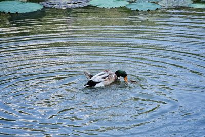 High angle view of duck in lake