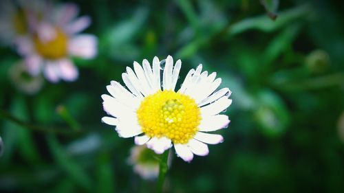 Close-up of white daisy flower