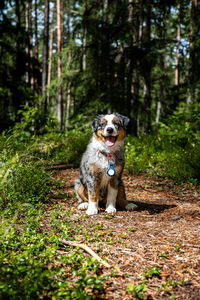 Dog running on field